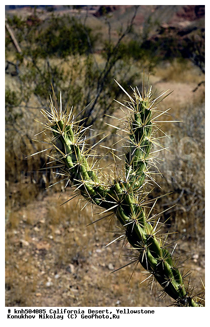 �����������, ������� ����������, �������, XYZ, ���, ���, ������ ��������, ��������, �����, ���������� ��������, ������������ ��������, ������������ ��������,���������, ����������, ����������� ��������, �����������, DONE, XYZ, ����������, �������, Cactaceae, ������� �������������, Cylindropuntia acanthocarpa