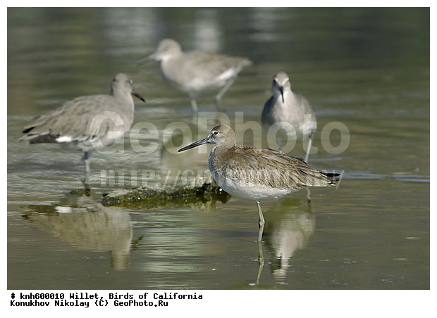 ����������, ���������������� ����, �����, ����, �����, ������, ������ ������, ���, DONE, ���������, Scolopacidae, Catoptrophorus semipalmatus, XYZ