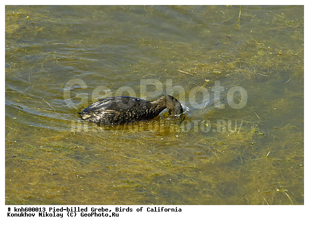 ����������, ������� ������������, �������, �����, ������� �����, ������� �����, ������ ������, ���, DONE, ����������, Podicipedidae, Podilymbus Podiceps, ���������� �������, ����� ������������ �������, ����������� �������, XYZ