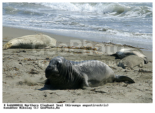 �������������, �����, �����, ����������, ���, DONE, ��������� ������, Phocidae, �������� ������� ����, Mirounga angustirostris, XYZ
