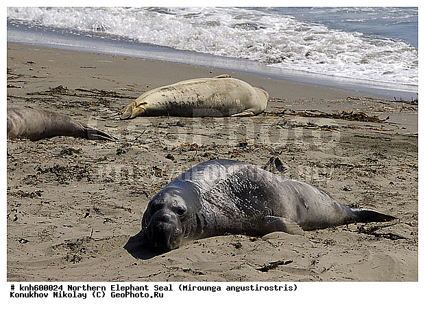 �������������, �����, �����, ����������, ���, DONE, ��������� ������, Phocidae, �������� ������� ����, Mirounga angustirostris, XYZ