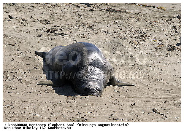 �������������, �����, �����, ����������, ���, DONE, ��������� ������, Phocidae, �������� ������� ����, Mirounga angustirostris, XYZ