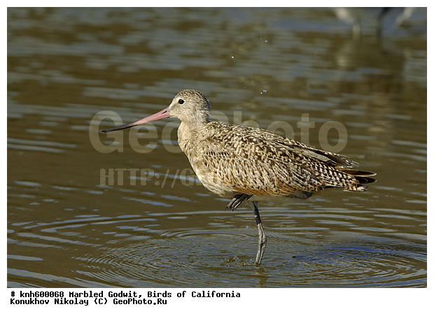 ����������, ��������� ����������, ����������, �����, �����, ������, ������ ������, ���, DONE, ���������, Scolopacidae, Limosa fedoa, ��������� ����������, XYZ