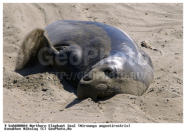 �������������, �����, �����, ����������, ���, DONE, ��������� ������, Phocidae, �������� ������� ����, Mirounga angustirostris, XYZ