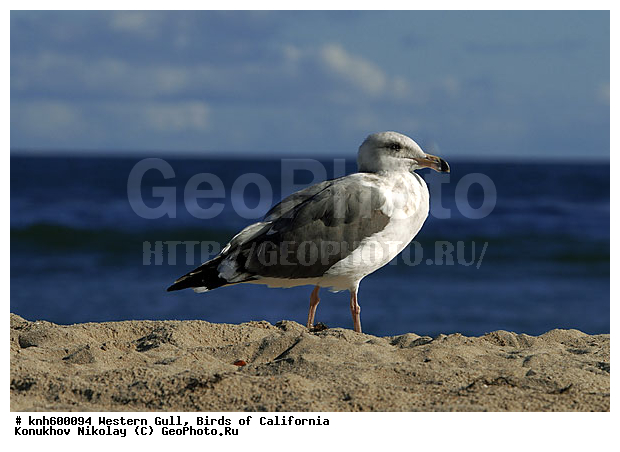 �������� �����, ����������, �����, �����, ������� �����, ������� �����, ������ ������, ���, DONE, ��������, Laridae, Larus occidentalis, XYZ