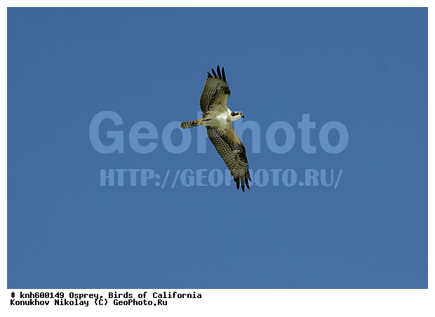 ����������, �����, �����, �����, ������ ������, ���, DONE, ��������, Pandionidae, Pandion haliaetus, ������ �����, XYZ