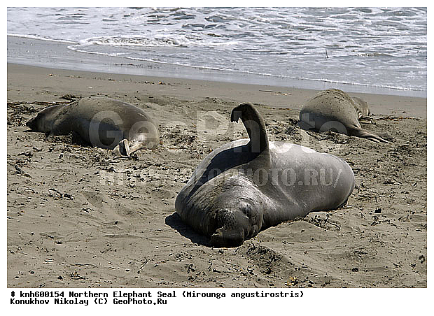 �������������, �����, �����, ����������, ���, DONE, ��������� ������, Phocidae, �������� ������� ����, Mirounga angustirostris, XYZ