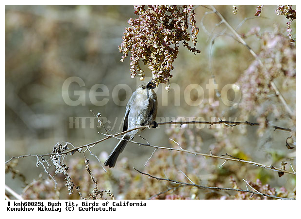 ����������, ������������� ������, �����, ������, �����, ������ ������, ���, DONE, ������������� ������, ����������, Aegithalidae, Psaltriparus minimus, ������������� ������������� ������, ���������� ������������� ������, XYZ