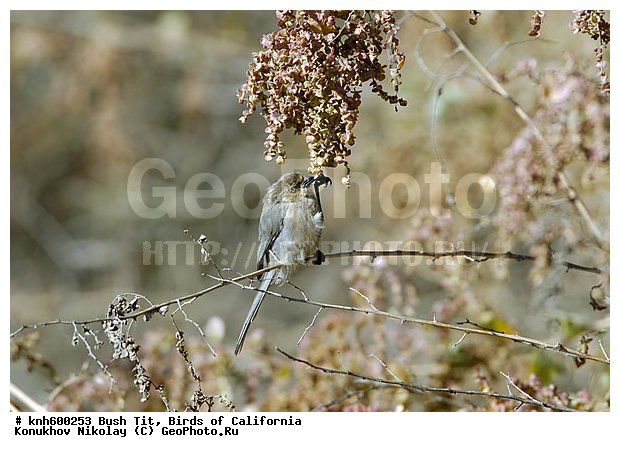 ����������, ������������� ������, �����, ������, �����, ������ ������, ���, DONE, ������������� ������, ����������, Aegithalidae, Psaltriparus minimus, ������������� ������������� ������, ���������� ������������� ������, XYZ