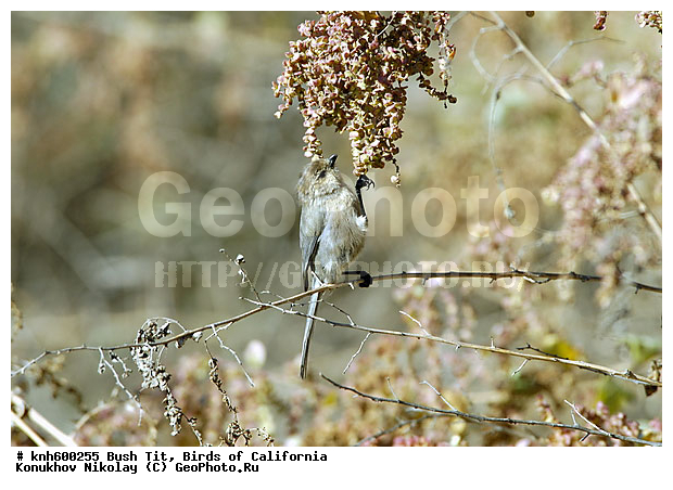 ����������, ������������� ������, �����, ������, �����, ������ ������, ���, DONE, ������������� ������, ����������, Aegithalidae, Psaltriparus minimus, ������������� ������������� ������, ���������� ������������� ������, XYZ