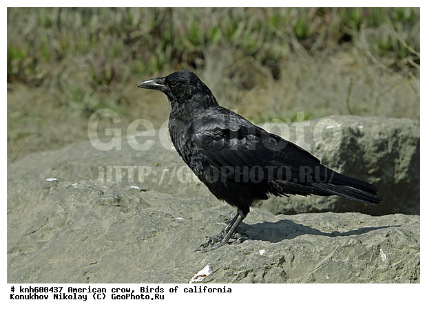 ������������ �����, ����������, �����, �����, �����, ������ ������, ���, DONE, ��������, ���������, Corvidae, ������������ ������, XYZ