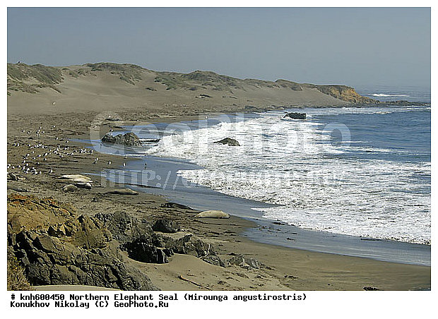 �������������, �����, �����, ����������, ���, DONE, ��������� ������, Phocidae, �������� ������� ����, Mirounga angustirostris, XYZ