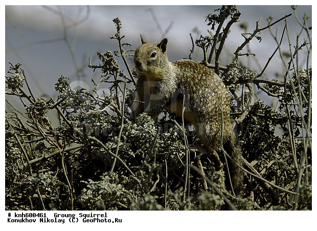 �������������, �����, �����, ����������, ���, DONE, �������, Sciuridae, �������������� ������, Spermophilus beecheyi, Otospermophilus beecheyi, XYZ