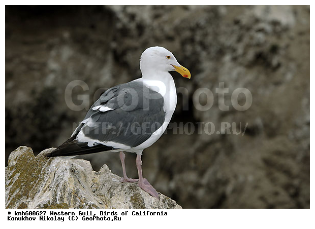 �������� �����, ����������, �����, �����, ������� �����, ������� �����, ������ ������, ���, DONE, ��������, Laridae, Larus occidentalis, XYZ