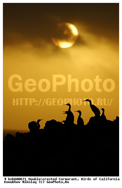 ����������, ������� ������, ������, �����, ������� �����, ������� �����, ���, DONE, ����������, Phalacrocoracidae, Phalacrocorax auritus, XYZ