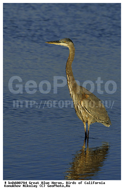 ������� ������� �����, ����������, �����, �����, �����, ������ ������, ���, DONE, ��������, Ardeidae, Ardea herodias, XYZ