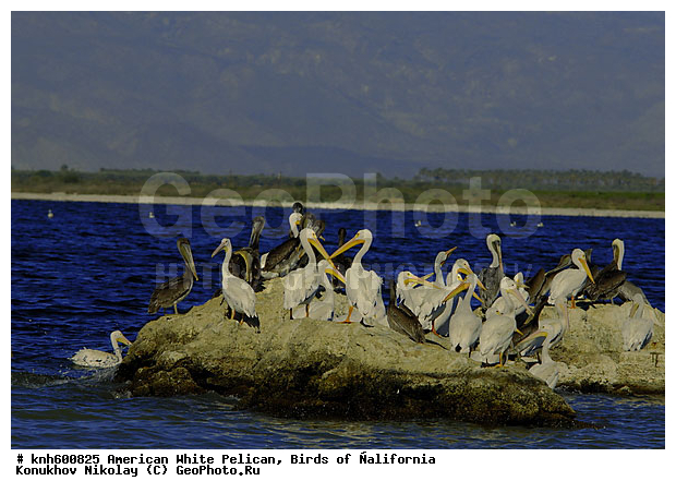 ������������ ����� �������, ����������, �������, �����, ������� �����, ������� �����, ����� ������ ��, ���, DONE, �����������, Pelecanidae, Pelecanus erythrorhynchos, ������ ��������, XYZ