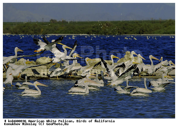 ������������ ����� �������, ����������, �������, �����, ������� �����, ������� �����, ����� ������ ��, ���, DONE, �����������, Pelecanidae, Pelecanus erythrorhynchos, ������ ��������, XYZ