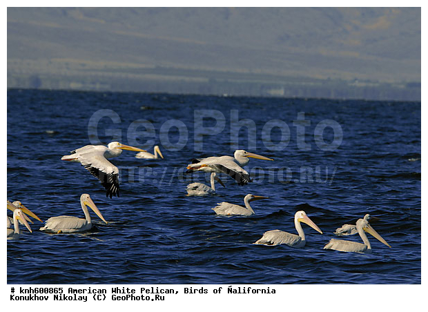 ������������ ����� �������, ����������, �������, �����, ������� �����, ������� �����, ����� ������ ��, ���, DONE, �����������, Pelecanidae, Pelecanus erythrorhynchos, ������ ��������, XYZ