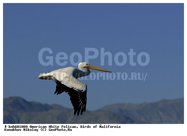 ������������ ����� �������, ����������, �������, �����, ������� �����, ������� �����, ����� ������ ��, ���, DONE, �����������, Pelecanidae, Pelecanus erythrorhynchos, ������ ��������, XYZ