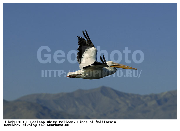 ������������ ����� �������, ����������, �������, �����, ������� �����, ������� �����, ����� ������ ��, ���, DONE, �����������, Pelecanidae, Pelecanus erythrorhynchos, ������ ��������, XYZ