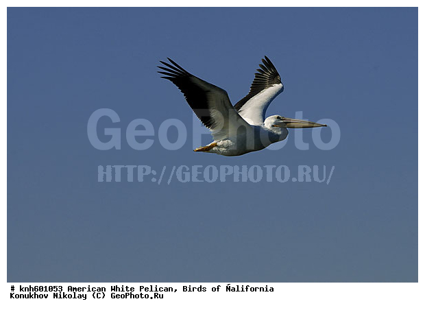 ������������ ����� �������, ����������, �������, �����, ������� �����, ������� �����, ����� ������ ��, ���, DONE, �����������, Pelecanidae, Pelecanus erythrorhynchos, ������ ��������, XYZ