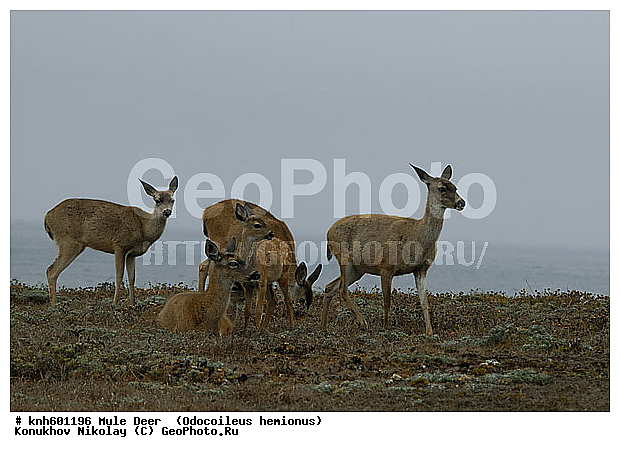 �������������, �����, �����, ����������, ���, DONE, ��������, ������, Cervidae, ������������ �����, Odocoileus hemionus, XYZ