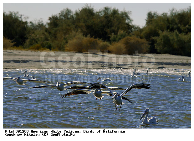 ������������ ����� �������, ����������, �������, �����, ������� �����, ������� �����, ����� ������ ��, ���, DONE, �����������, Pelecanidae, Pelecanus erythrorhynchos, ������ ��������, XYZ