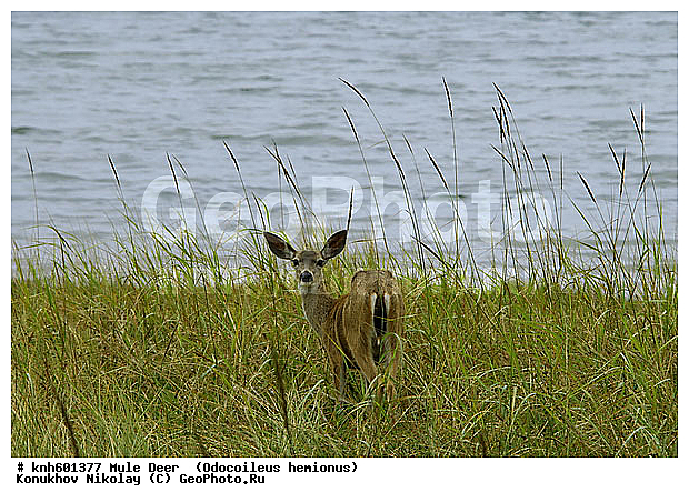 �������������, �����, �����, ����������, ���, DONE, ��������, ������, Cervidae, ������������ �����, Odocoileus hemionus, XYZ