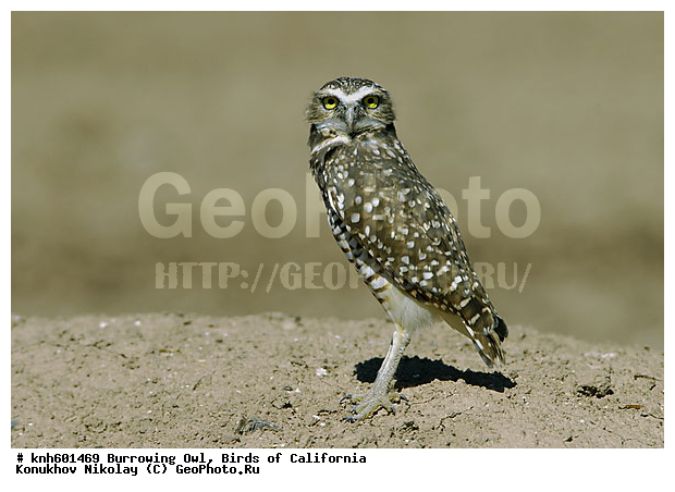 ����������, �������� ����, �����, ����, �����, ����� ������ ��, ���, DONE, �������, ��������� ����, Strigidae, Athene cunicularia, ������ �����, �������� ���, ������ ��������, XYZ