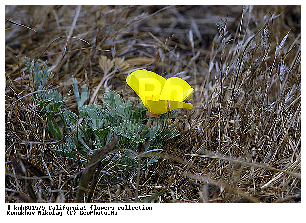 Eschscholtzia californica, ��������� �������������� , ������ ��������, ���������� ��������, �����, ��������, ����������, ���, �����, ������, ������� ��������, ���, �����������, �������, Papaveraceae, �������������� ���������� ���, ��� �������������, DONE, ���������� �������, ������, XYZ, ����������� ������, ����������� ����������� �����