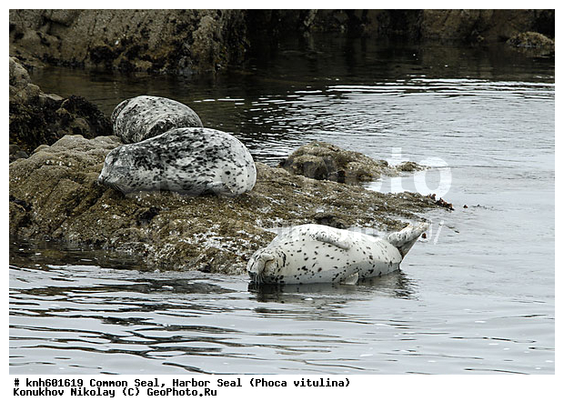 �������������, �����, �����, ����������, ���, DONE, ��������� ������, Phocidae, ������������ ������, ��������� ������, Phoca vitulina, XYZ