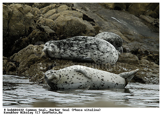 �������������, �����, �����, ����������, ���, DONE, ��������� ������, Phocidae, ������������ ������, ��������� ������, Phoca vitulina, XYZ