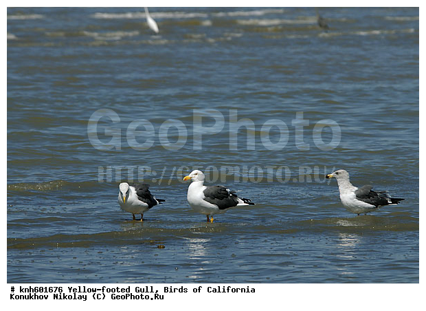 ���������� �����, ����������, �����, �����, ������� �����, ������� �����, ����� ������ ��, ���, DONE, ��������, Laridae, Larus livens, ������ ��������, XYZ