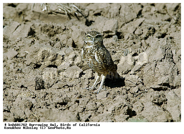 ����������, �������� ����, �����, ����, �����, ����� ������ ��, ���, DONE, �������, ��������� ����, Strigidae, Athene cunicularia, ������ �����, �������� ���, ������ ��������, XYZ