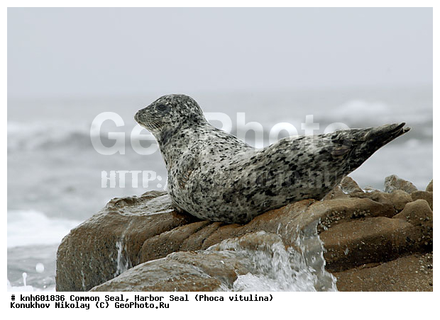 �������������, �����, �����, ����������, ���, DONE, ��������� ������, Phocidae, ������������ ������, ��������� ������, Phoca vitulina, XYZ