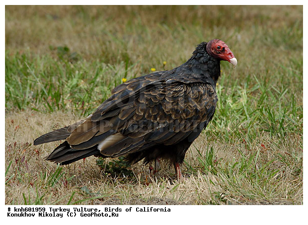����-�������, ����������, ����, �����, �����, ���, DONE, ������������ �����, Cathartidae, Cathartes aura, ������ �����, XYZ