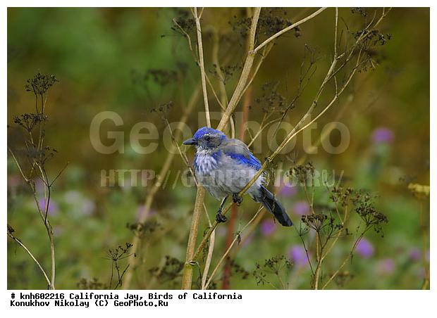 �������� ������������� �����, ����������, �����, �����, �����, ������ ������, ���, DONE, ��������, ���������, Corvidae, Aphelocoma californica, XYZ