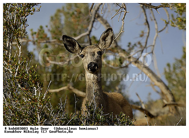 �������������, �����, �����, ����������, ���, DONE, ��������, ������, Cervidae, ������������ �����, Odocoileus hemionus, XYZ