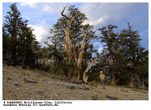 ������� ����� Bristlecone, ����������, ���, �����, ������ ��������, �����, ��������,  ���������� ��������, ������������ ��������, DONE, ��������, Pinaceae, ����� �����������, ����� �������� ���������, Pinus longaeva, ����������� �����, �������� ��������� ����� , XYZ