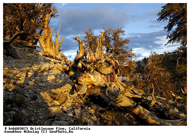 ������� ����� Bristlecone, ����������, ���, �����, ������ ��������, �����, ��������,  ���������� ��������, ������������ ��������, DONE, ��������, Pinaceae, ����� �����������, ����� �������� ���������, Pinus longaeva, ����������� �����, �������� ��������� ����� , XYZ