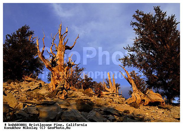 ������� ����� Bristlecone, ����������, ���, �����, ������ ��������, �����, ��������,  ���������� ��������, ������������ ��������, DONE, ��������, Pinaceae, ����� �����������, ����� �������� ���������, Pinus longaeva, ����������� �����, �������� ��������� ����� , XYZ