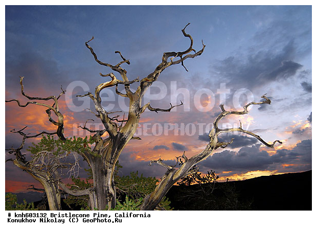������� ����� Bristlecone, ����������, ���, �����, ������ ��������, �����, ��������,  ���������� ��������, ������������ ��������, DONE, ��������, Pinaceae, ����� �����������, ����� �������� ���������, Pinus longaeva, ����������� �����, �������� ��������� ����� , XYZ