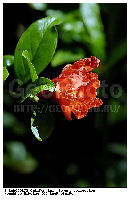 ��������� ��������, ���������,  ����������� ��������, ���������� ��������,  ������, �����, ���-��������, ����������, ������������ ���, ������, �������������, Lythraceae, DONE, Punica granatum, ������ ��������,���������� ������, ��������, �����, ������ ������������, XYZ