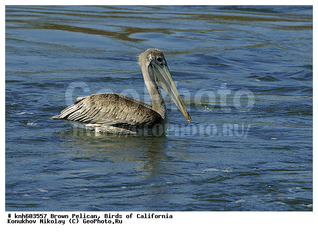 ������������ ����� �������, ����������, �������, �����, ������� �����, ������� �����, ������ ����� ����, ���, DONE, �����������, Pelecanidae, Pelecanus occidentalis, ����� �������, XYZ