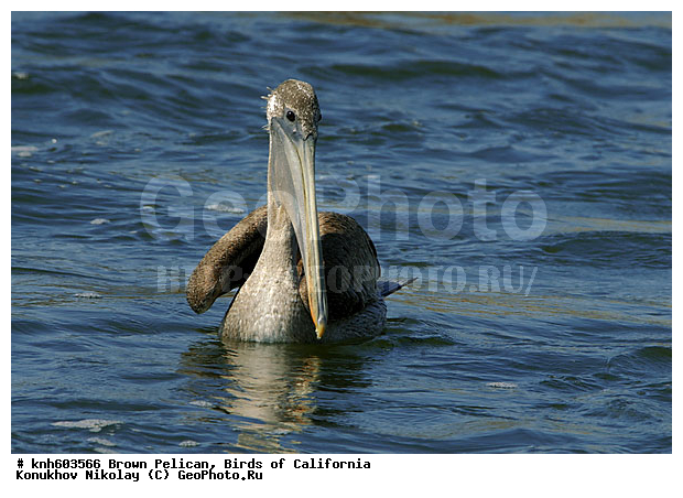 ������������ ����� �������, ����������, �������, �����, ������� �����, ������� �����, ������ ����� ����, ���, DONE, �����������, Pelecanidae, Pelecanus occidentalis, ����� �������, XYZ