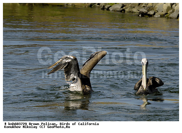 ������������ ����� �������, ����������, �������, �����, ������� �����, ������� �����, ������ ����� ����, ���, DONE, �����������, Pelecanidae, Pelecanus occidentalis, ����� �������, XYZ