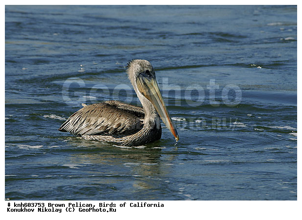 ������������ ����� �������, ����������, �������, �����, ������� �����, ������� �����, ������ ����� ����, ���, DONE, �����������, Pelecanidae, Pelecanus occidentalis, ����� �������, XYZ