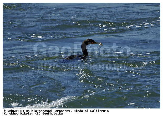 ����������, ������� ������, ������, �����, ������� �����, ������� �����, ������ ����� ����, ���, DONE, ����������, Phalacrocoracidae, Phalacrocorax auritus, XYZ