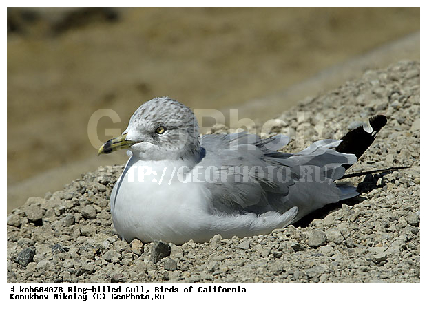 ����������� �����, ����������, �����, �����, ������� �����, ������� �����, ������ ������, ���, DONE, ��������, Laridae, Larus delawarensis, XYZ